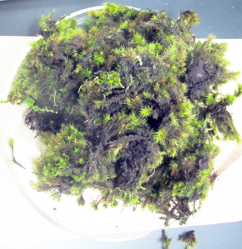 Unprepped moss. The raw sample contains dirt, insects and other debris that needs to be cleaned out before the moss can be analyzed.